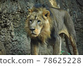Lion's walk 78625228