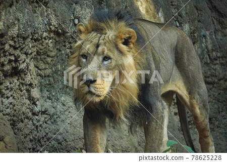 Lion's walk 78625228