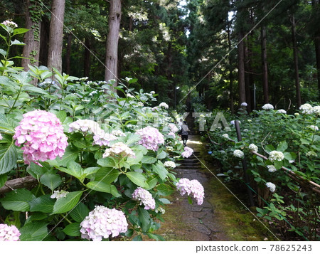 Hydrangea in full bloom Hydrangea Deshiomonjudo Hydrangea in full bloom Hydrangea Deshiomonjudo 78625243
