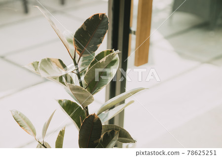 Indian Rubber Variegata Plant Ficus elastica plant leaf, modern minimal home nature decoration tree. Indian Rubber Variegata Plant Ficus elastica plant leaf, modern minimal home nature decoration tree. 78625251