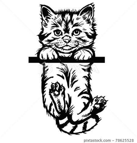 Cat, Peeking kitten - Cheerful kitty isolated on white - vector stock 78625528