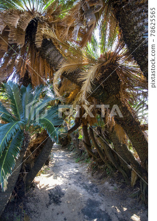 Kanamizaki Cycad Tunnel in Tokunoshima, Kagoshima Prefecture 78625565