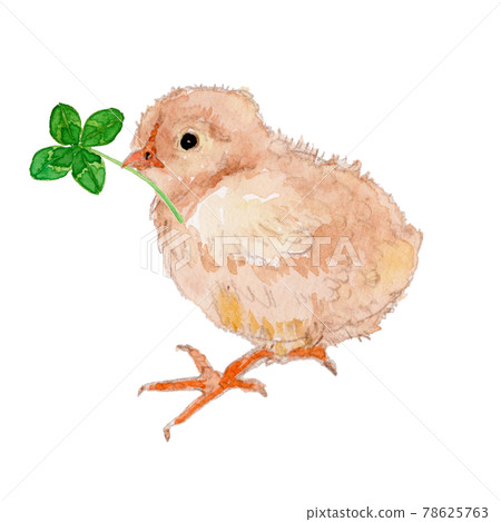 Watercolor illustration of a newborn chick with a four-leaf clover Watercolor illustration of a newborn chick with a four-leaf clover 78625763