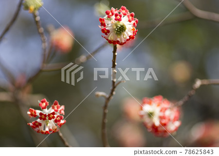 公園裡的三俁花盛開。 78625843