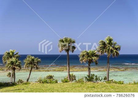 Palm trees and coastline at Yonama Beach, Amagi Town, Tokunoshima, Kagoshima Prefecture 78626076