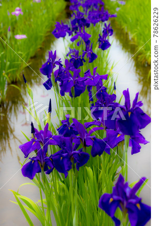 優雅綻放為初夏上色的綾女 78626229