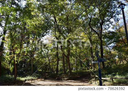Inokashira Park, Gotenyama thickets 78626392