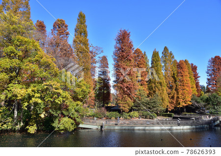 Autumn leaves in Inokashira Park and Inokashira Pond 78626393