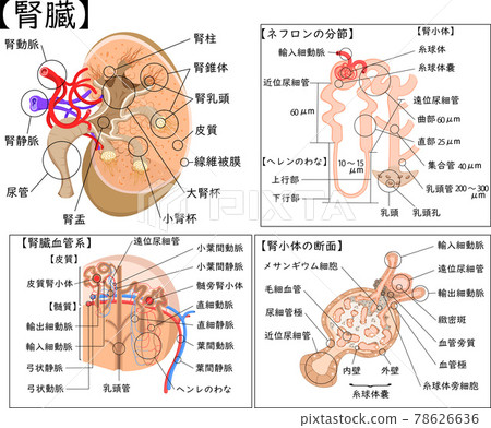 Kidney structure illustration Japanese commentary Kidney structure illustration Japanese commentary 78626636