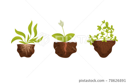 Plant Growing with Roots in Soil Vector Set - Stock Illustration ...