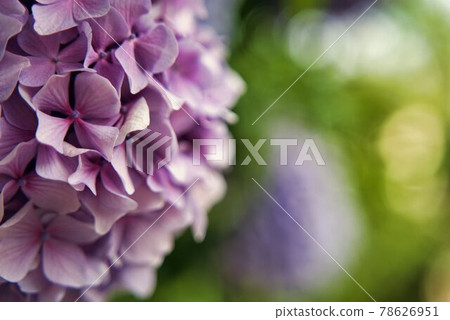 Painting-like hydrangea 78626951