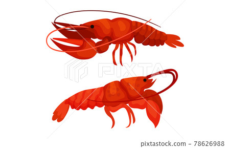 Cooked Red Lobster as Large Marine Crustacean with Muscular Tail and Claw Pair Vector Set Cooked Red Lobster as Large Marine Crustacean with Muscular Tail and Claw Pair Vector Set 78626988