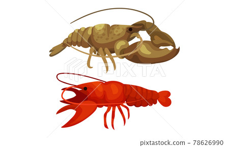 Lobster as Large Marine Crustacean with Muscular Tail and Claw Pair Vector Set Lobster as Large Marine Crustacean with Muscular Tail and Claw Pair Vector Set 78626990