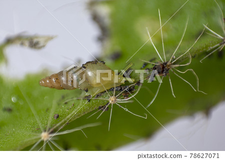 Lamellaxis gracilis , Prosopeas walker is a small snail that feeds on young buds, flower buds and inflorescences. 78627071
