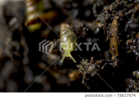 Lamellaxis gracilis , Prosopeas walker is a small snail that feeds on young buds, flower buds and inflorescences. 78627074