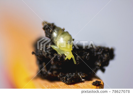 Lamellaxis gracilis , Prosopeas walker is a small snail that feeds on young buds, flower buds and inflorescences. 78627078