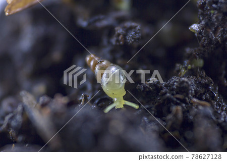 Lamellaxis gracilis , Prosopeas walker is a small snail that feeds on young buds, flower buds and inflorescences. Lamellaxis gracilis , Prosopeas walker is a small snail that feeds on young buds, flower buds and inflorescences. 78627128