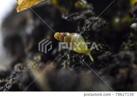 Lamellaxis gracilis , Prosopeas walker is a small snail that feeds on young buds, flower buds and inflorescences. 78627130