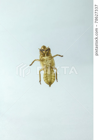 cicada shell Caused by molting to grow into an adult cicada shell Caused by molting to grow into an adult 78627337