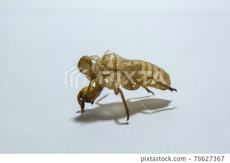 cicada shell Caused by molting to grow into an adult cicada shell Caused by molting to grow into an adult 78627367