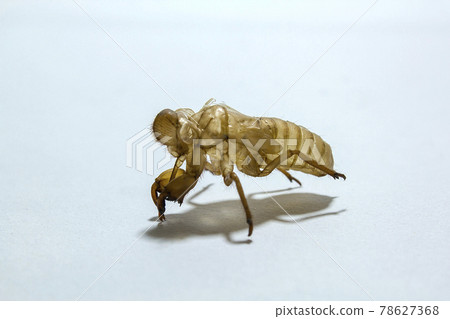 cicada shell Caused by molting to grow into an adult cicada shell Caused by molting to grow into an adult 78627368