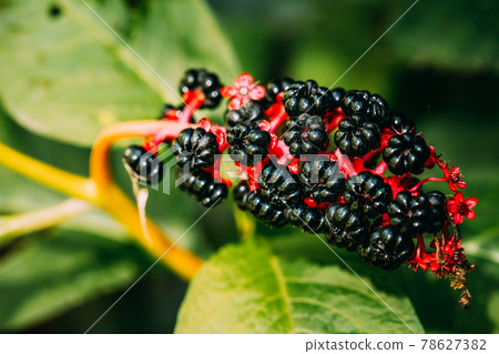 Phytolacca Americana, The American Pokeweed Or Simply Pokeweed With Black Berries Phytolacca Americana, The American Pokeweed Or Simply Pokeweed With Black Berries 78627382