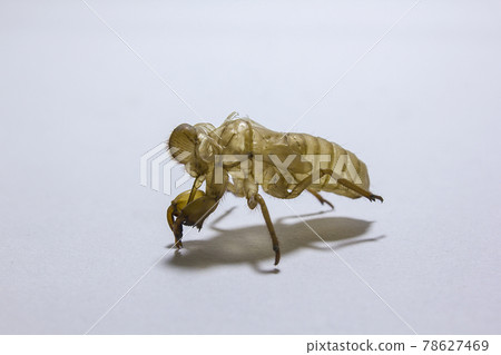 cicada shell Caused by molting to grow into an adult cicada shell Caused by molting to grow into an adult 78627469