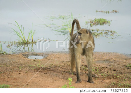 Chakuma baboon Chakuma baboon 78627815