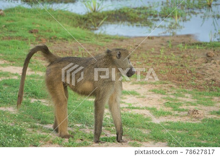 Chakuma baboon Chakuma baboon 78627817