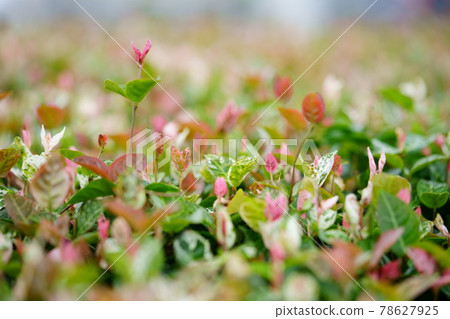 Cute first snow chasuble 12 78627925