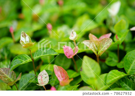 Cute first snow chasuble 18 78627932