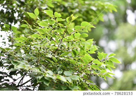 Immature fruit of celtis sinensis Immature fruit of celtis sinensis 78628153