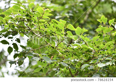 Immature fruit of celtis sinensis Immature fruit of celtis sinensis 78628154
