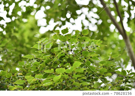 Immature fruit of celtis sinensis 78628156