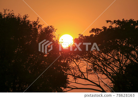 The sun sets in the middle of the silhouette of the branches. 78628163