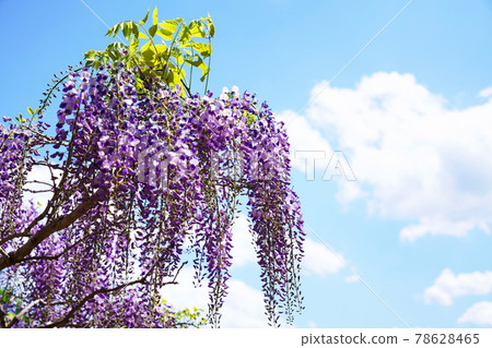 盛開的紫藤花 78628465