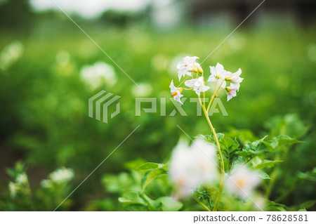 Flowering Blooming Green Vernal Sprouts Of Potato Plant Or Solanum Tuberosum Growing On Plantation In Spring Summer 78628581