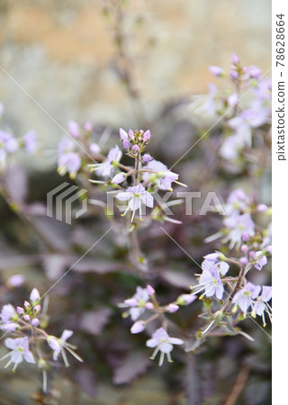 Miyamakuwagata 78628664