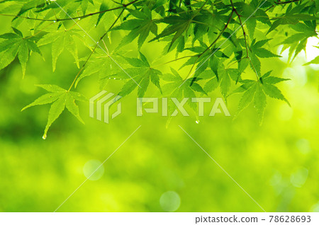 Fresh green material [Maple leaves] 78628693