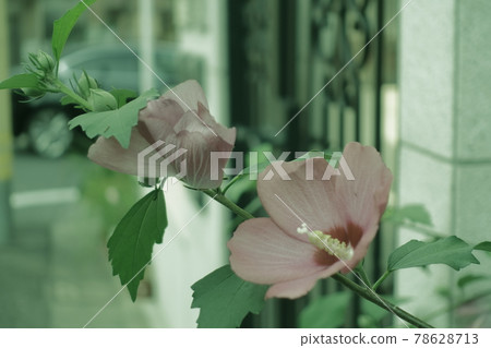 邦聯玫瑰盛開時的夏日黃昏 78628713