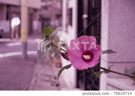 Fuyo開花的街角 78628714