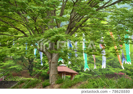 公園裡的鯉魚旗翩翩起舞 78628880