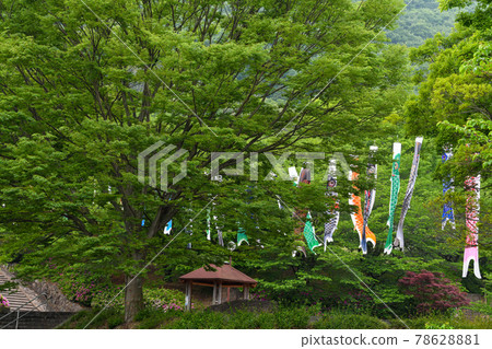 公園裡的鯉魚旗翩翩起舞 公園裡的鯉魚旗翩翩起舞 78628881