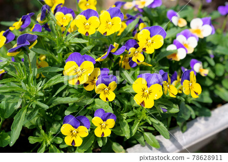 Flowerbed with pansies blooming spring flowers 78628911