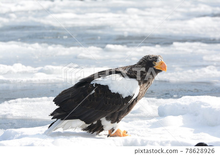 Steller's sea-eagle 78628926