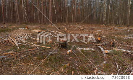 Plot of destroyed trees in the deforestation zone Plot of destroyed trees in the deforestation zone 78628958