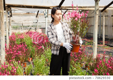 Chinese woman gardener is standing with flowers Oenothera lindheimeri in orangery Chinese woman gardener is standing with flowers Oenothera lindheimeri in orangery 78629330