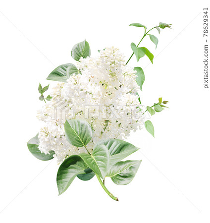 Branch of Lilac with white flowers and leaves Branch of Lilac with white flowers and leaves 78629341