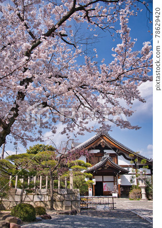Spring 2021 at Myokenji Temple in Kyoto Spring 2021 at Myokenji Temple in Kyoto 78629420