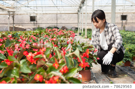 Cheerful chinese woman florist holding potted flowers begonia Cheerful chinese woman florist holding potted flowers begonia 78629563